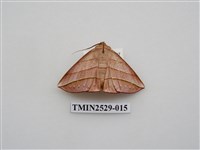 藏品(尺蛾2)的圖片